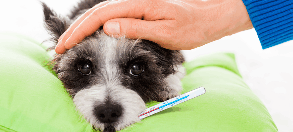 leptospirosis en perros
